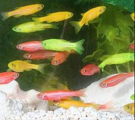 glofish.jpg