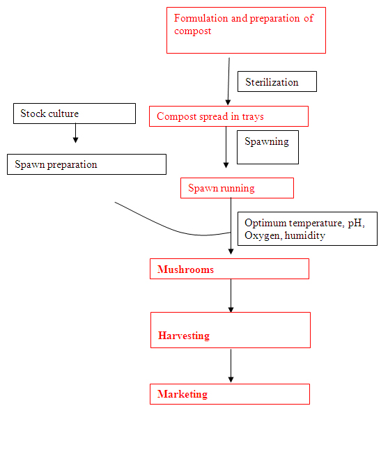 The outline of edible mushroom production